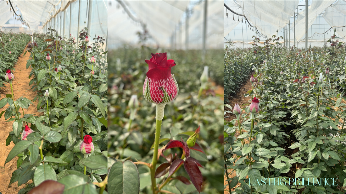 Rose farm growing flowers for professional preserved-flower production