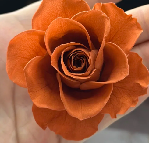 Macro close-up of a preserved rose petal showing fine vein network