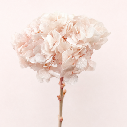 Blush pink preserved hydrangea flower stem front view