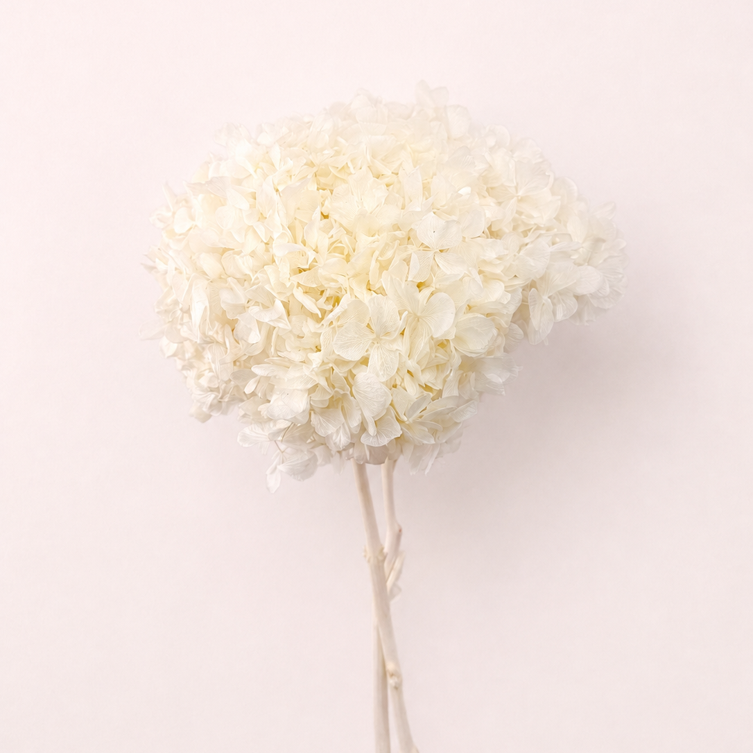 Natural ivory preserved hydrangea flower stem front view