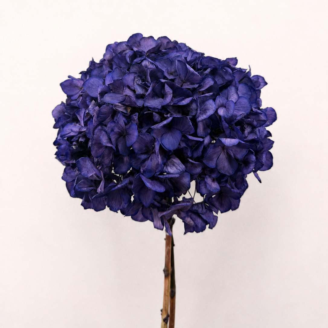 Violet preserved hydrangea flower stem front view
