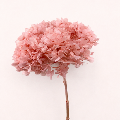Coral pink preserved hydrangea flower stem front view
