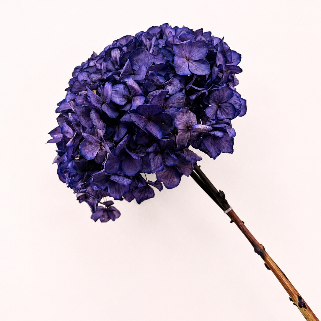 Side view of violet preserved hydrangea flower stem
