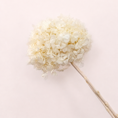 Side view of natural ivory preserved hydrangea flower stem