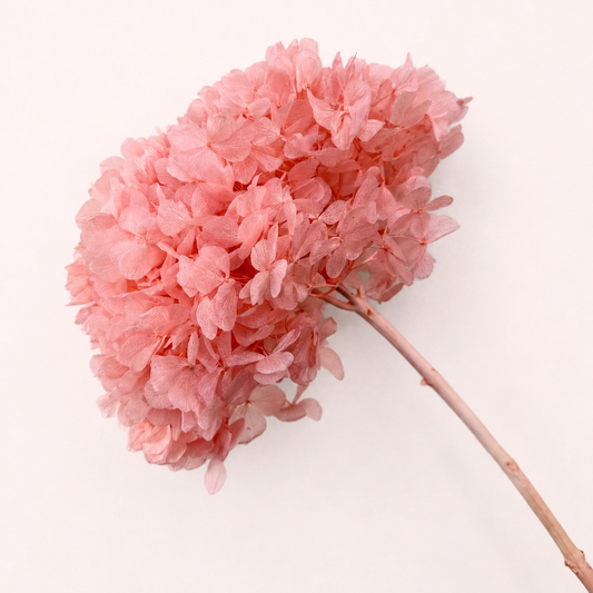 Side view of coral pink preserved hydrangea flower stem