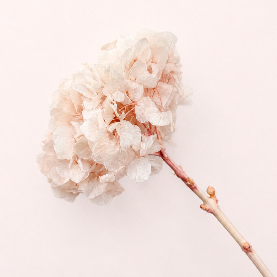 Side view of blush pink preserved hydrangea flower stem