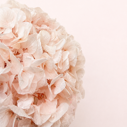 Close-up detail of blush pink preserved hydrangea petals