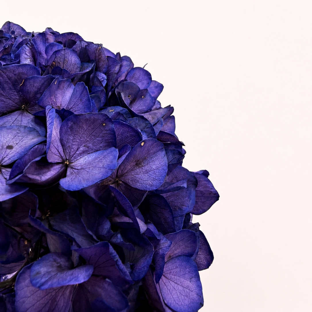 Close-up detail of violet preserved hydrangea petals
