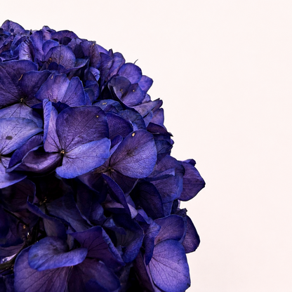 Close-up detail of violet preserved hydrangea petals
