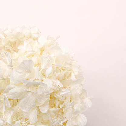 Close-up detail of natural ivory preserved hydrangea petals