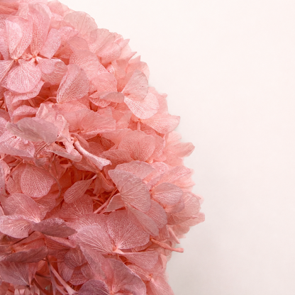 Close-up detail of coral pink preserved hydrangea petals