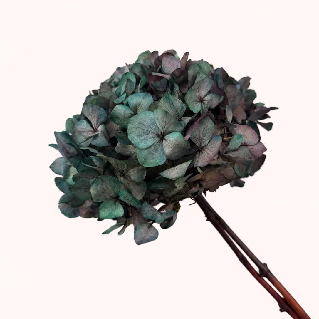 Antique green preserved hydrangea flower stem side view