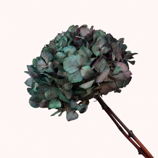 Antique green preserved hydrangea flower stem side view