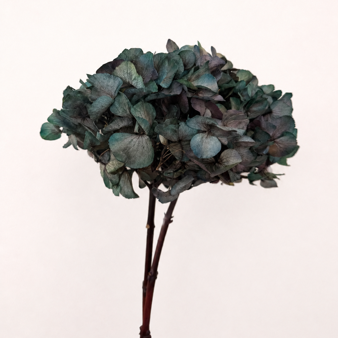 Antique green preserved hydrangea flower stem front view
