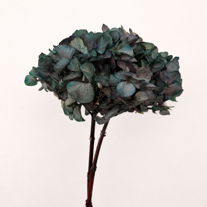 Antique green preserved hydrangea flower stem front view