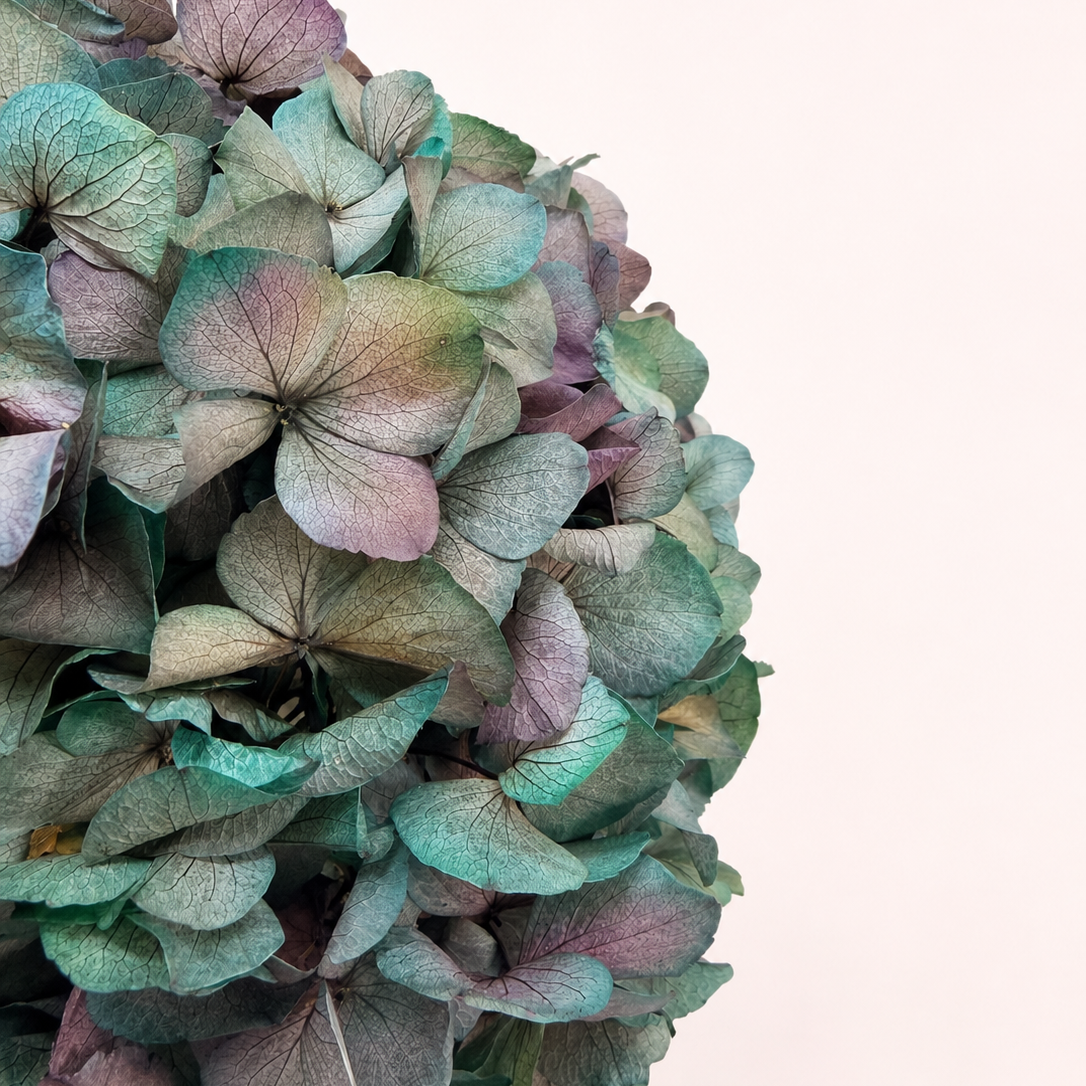 Close-up detail of antique green preserved hydrangea petals