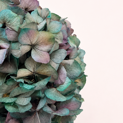 Close-up detail of antique green preserved hydrangea petals