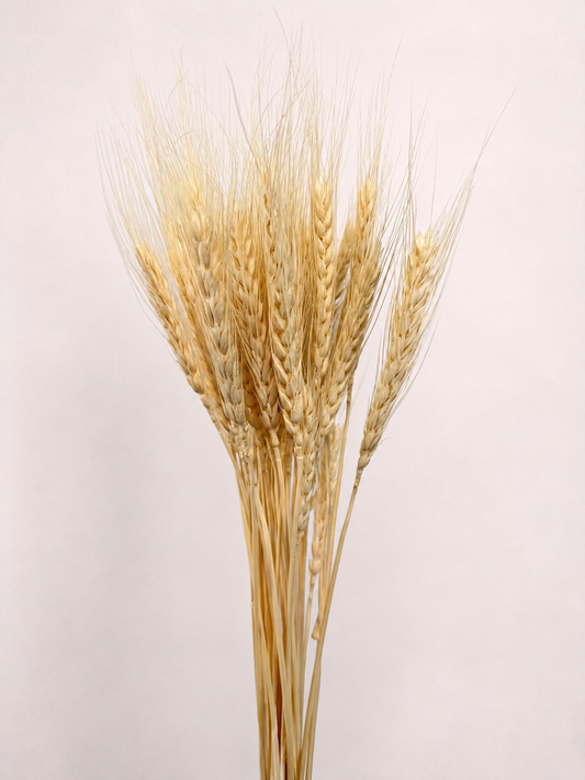 Cream dried wheat grains 10 oz bunch front view