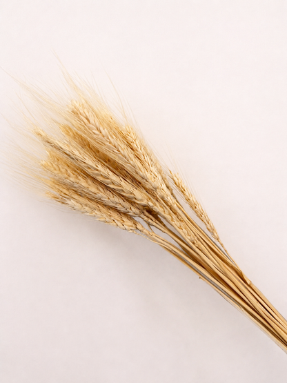 Angled view of cream dried wheat grains bunch