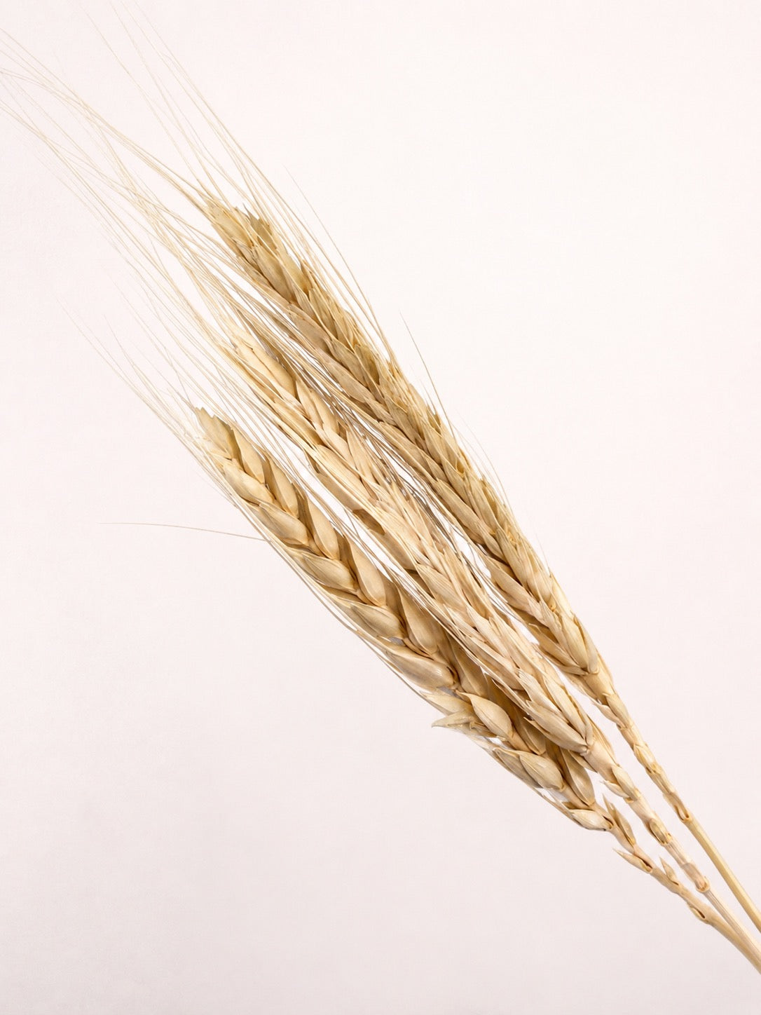 Close-up detail of cream light beige dried wheat grains