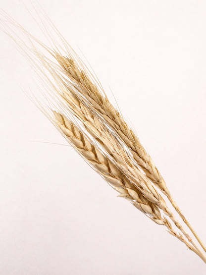 Close-up detail of cream light beige dried wheat grains