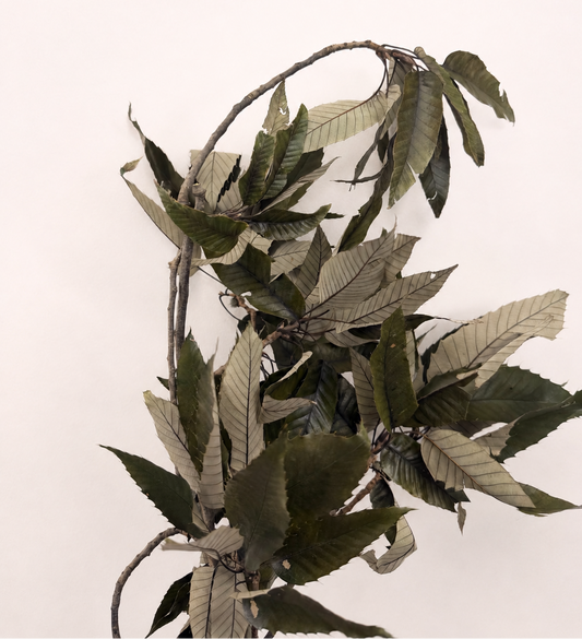 Dried sweet chestnut leaves branch front view