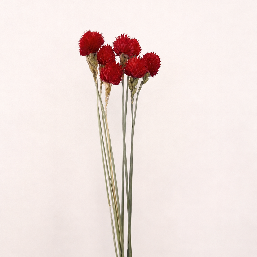 Dyed dried globe amaranth 25 to 30 stem bundle front view
