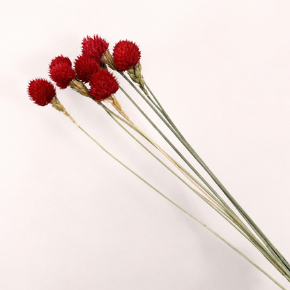 Side view of dyed dried globe amaranth stems