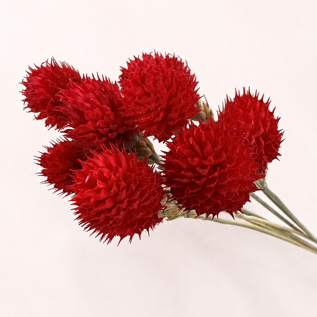 Close-up detail of red dyed dried globe amaranth flower heads