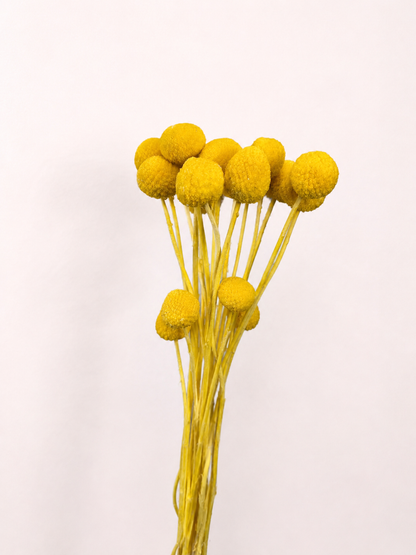 Golden yellow dried craspedia billy buttons 20 stem bundle front view