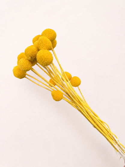 Angled view of golden yellow dried craspedia billy buttons