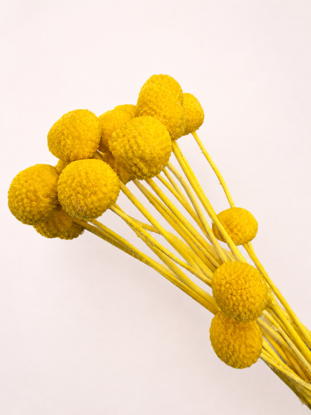 Close-up detail of golden yellow dried craspedia billy buttons