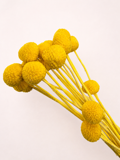 Close-up detail of golden yellow dried craspedia billy buttons