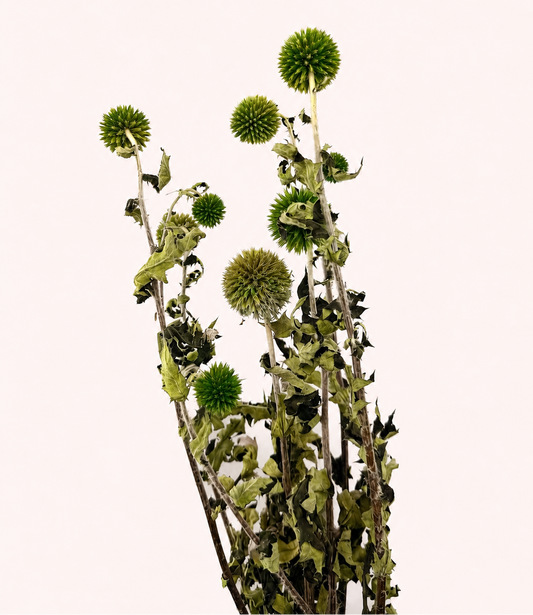 Green dried echinops globe thistle 4 oz bunch front view