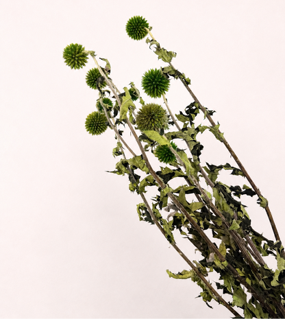 Side view of green dried echinops globe thistle stems