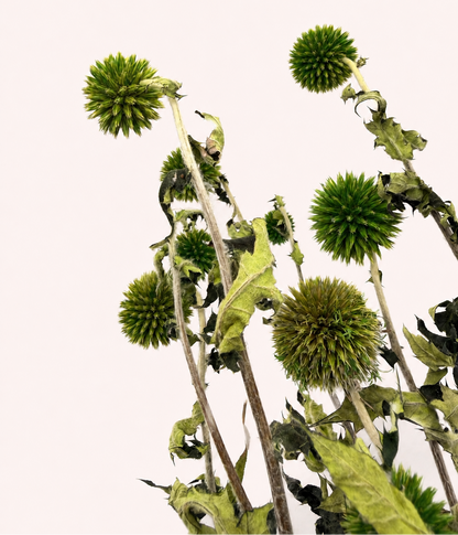 Close-up detail of green dried echinops globe thistle blooms