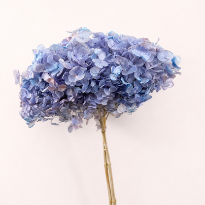 Lilac blue preserved hydrangea flower stem front view