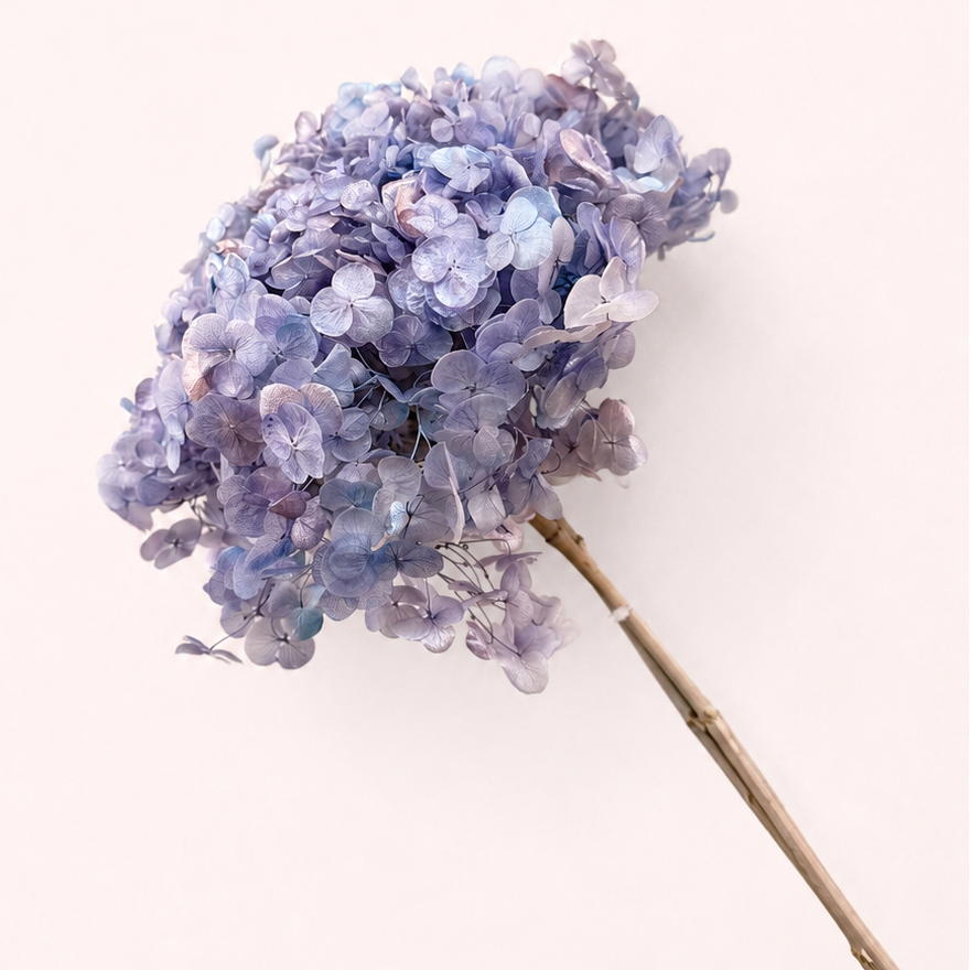 Side view of lilac blue preserved hydrangea flower stem
