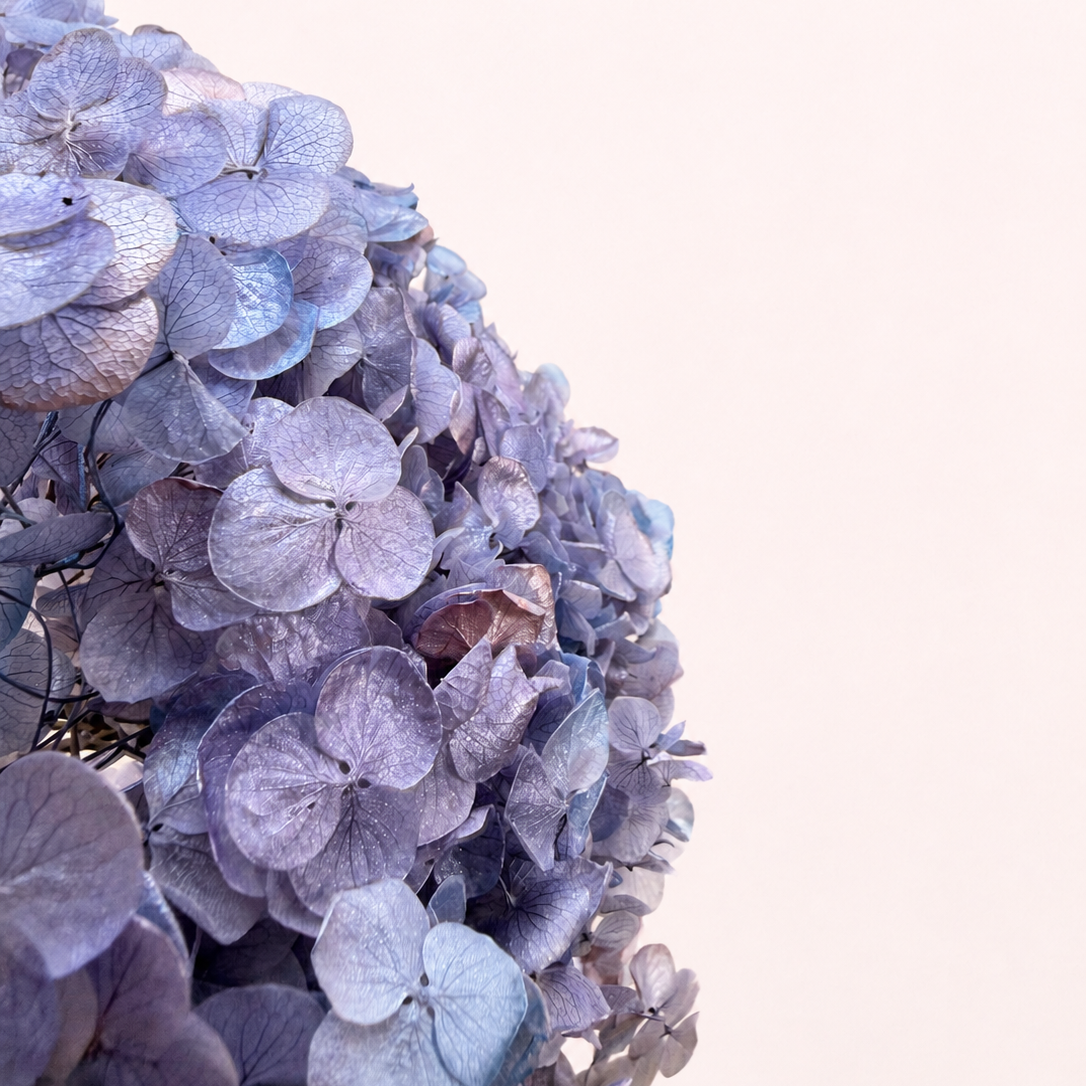 Close-up detail of lilac blue preserved hydrangea petals