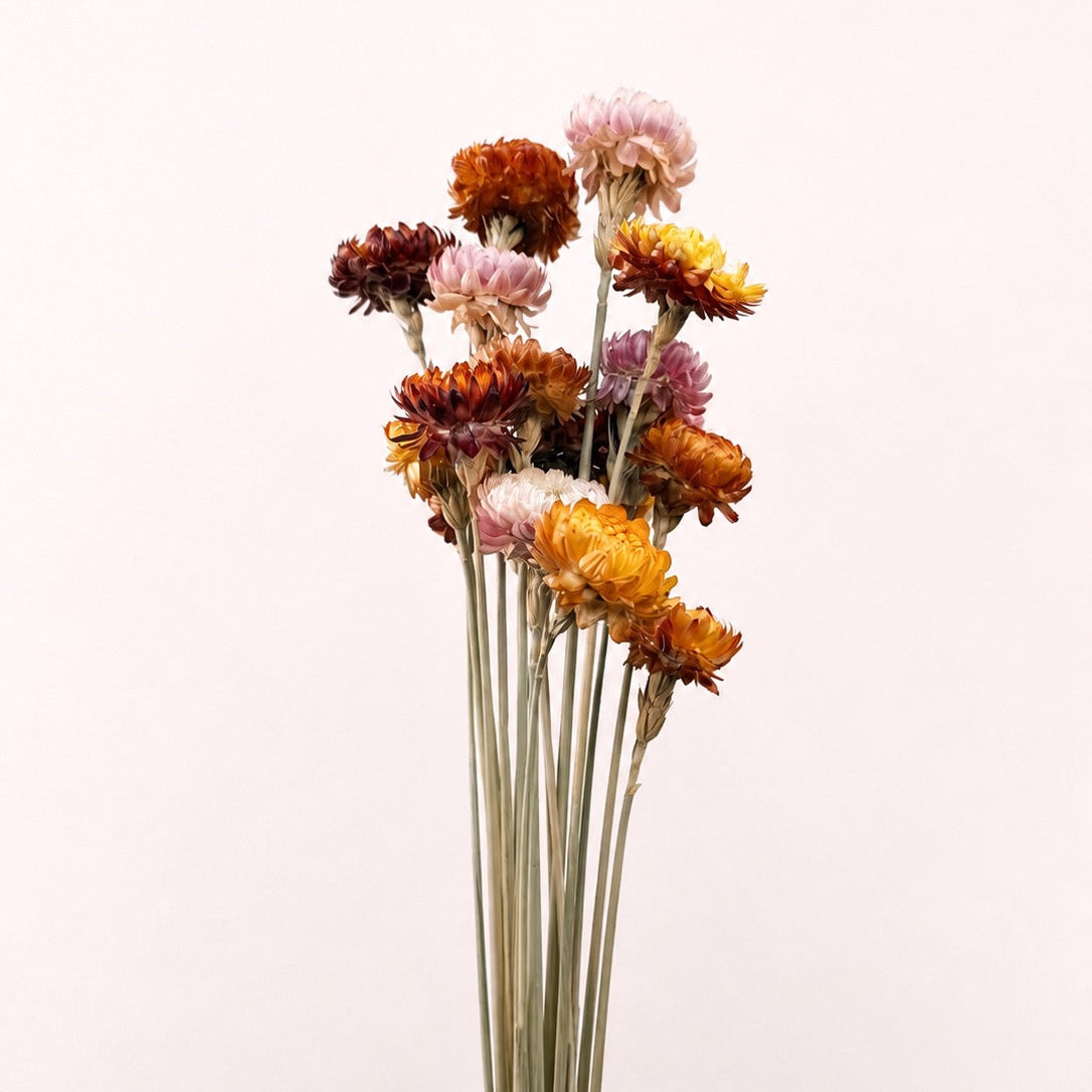 Citrus dried strawflower stems 8-10 oz bundle front view