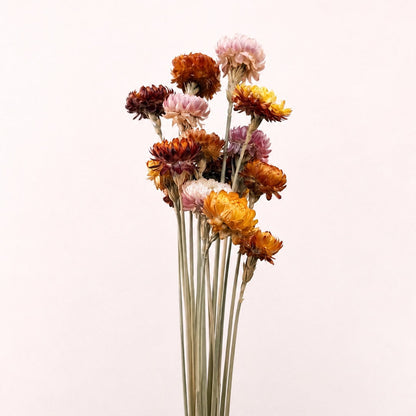 Citrus dried strawflower stems 8-10 oz bundle front view