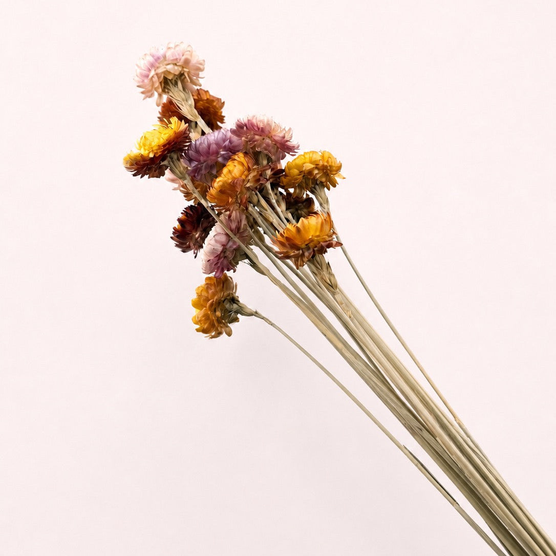 Angled view of citrus dried strawflower stems