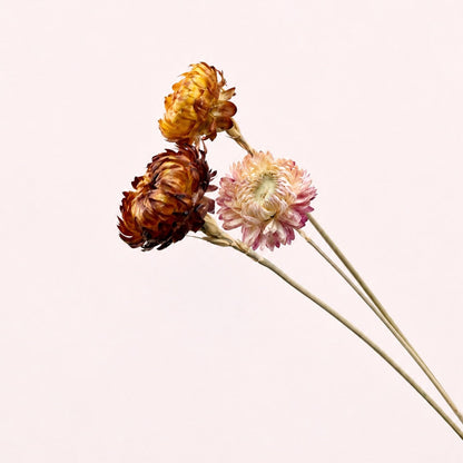 Close-up detail of orange pink and yellow dried strawflowers