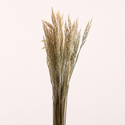 Natural dried oat grass 8 to 10 oz bunch front view