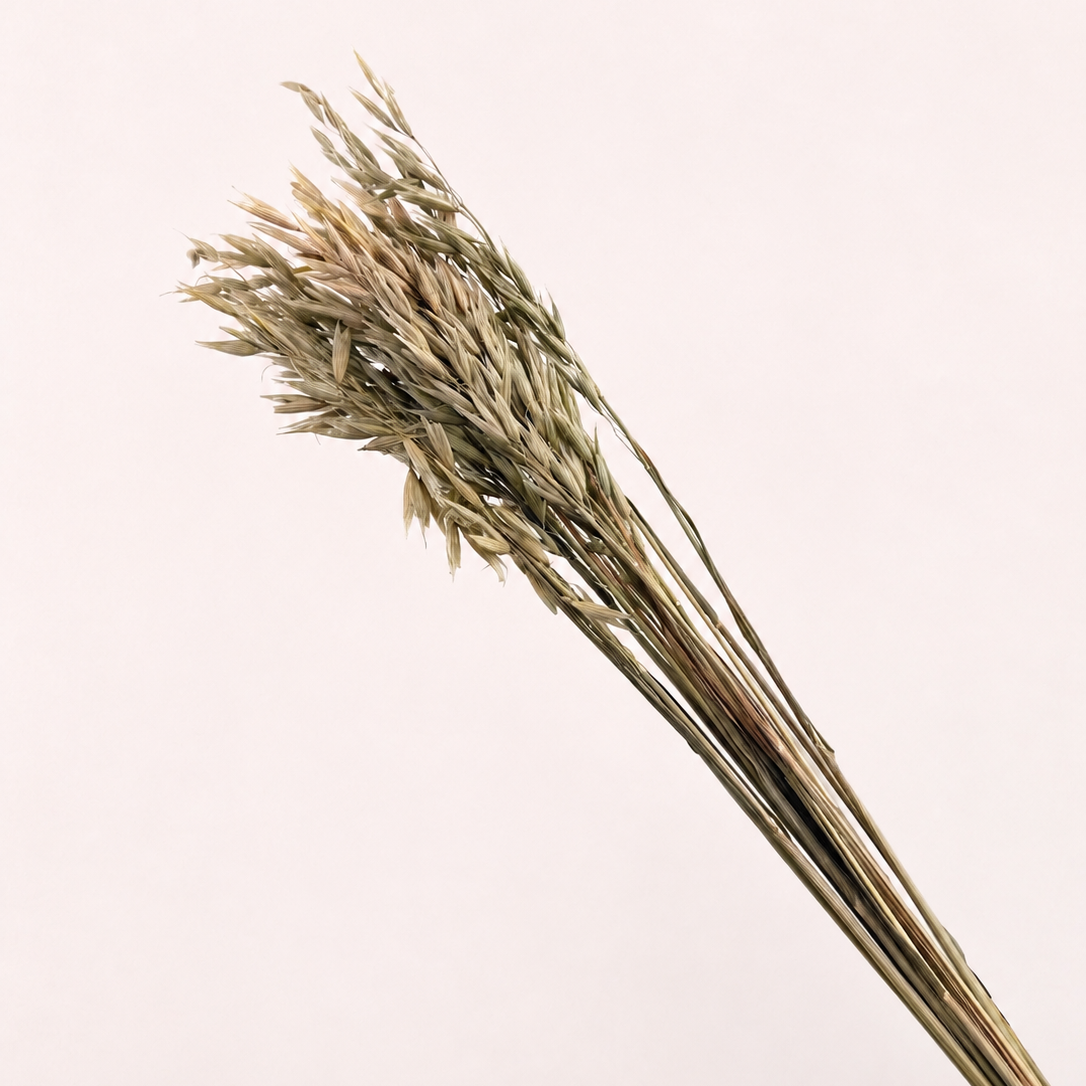 Side view of natural dried oat grass stems