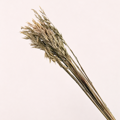 Side view of natural dried oat grass stems