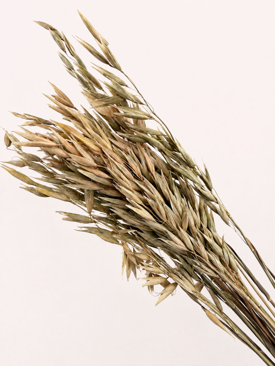 Close-up detail of natural dried oat grass seed heads
