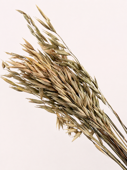 Close-up detail of natural dried oat grass seed heads