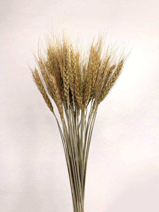 Natural dried wheat grains 10 oz bunch front view