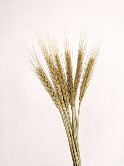 Close-up detail of natural dried wheat grains